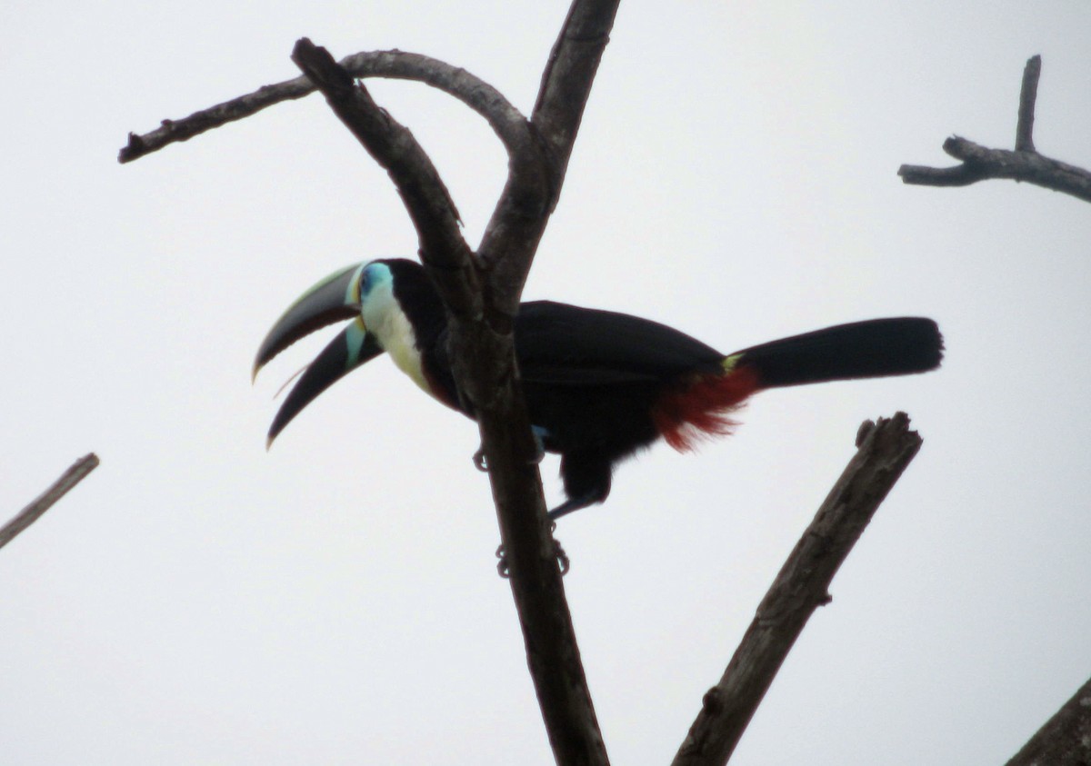 Channel-billed Toucan (Citron-throated) - ML49164281