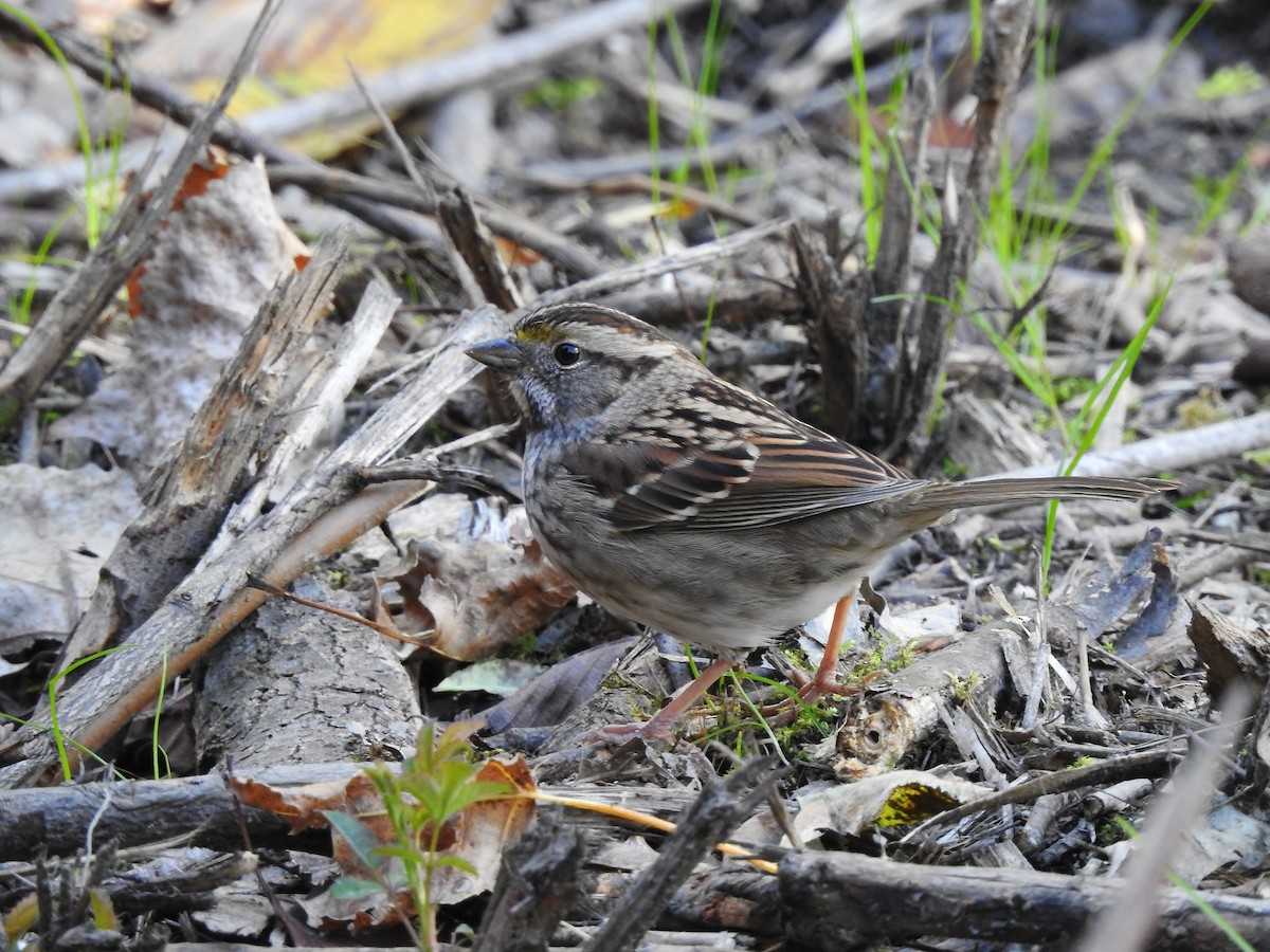 White-throated Sparrow - ML491644611