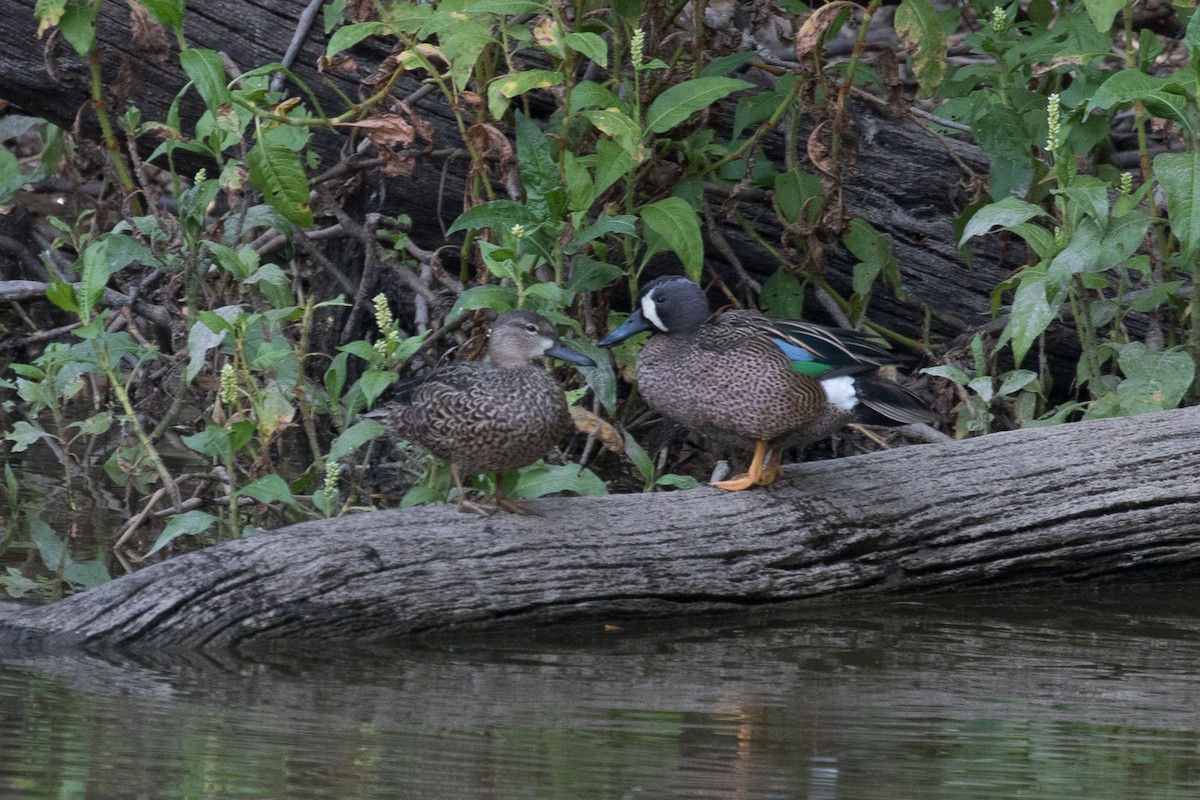 Blue-winged Teal - ML49164661
