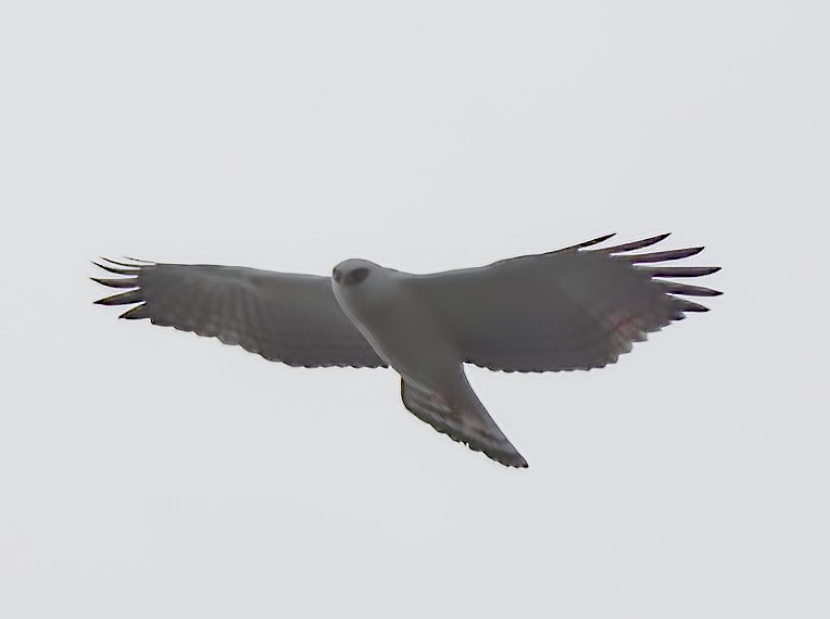 Black-and-white Hawk-Eagle - ML491648701