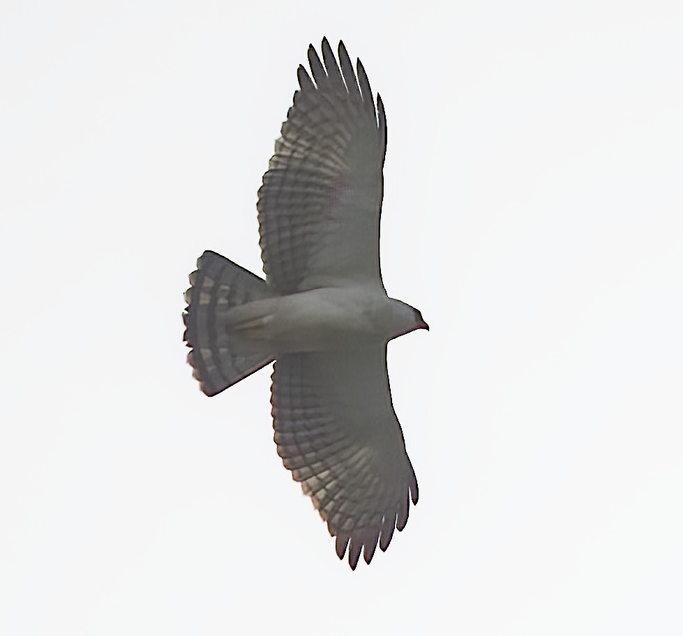 Black-and-white Hawk-Eagle - ML491648721