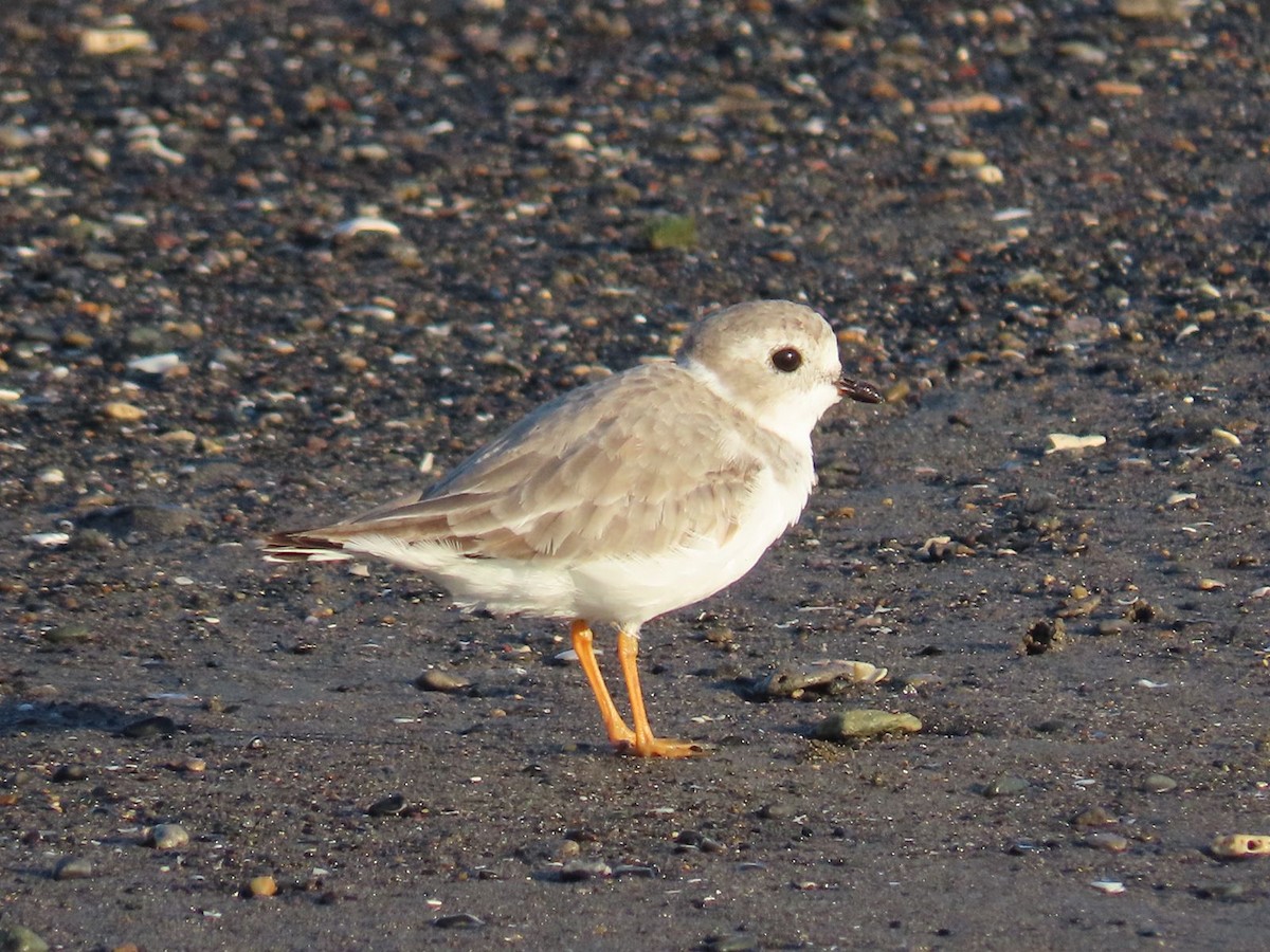 Piping Plover - ML491654901