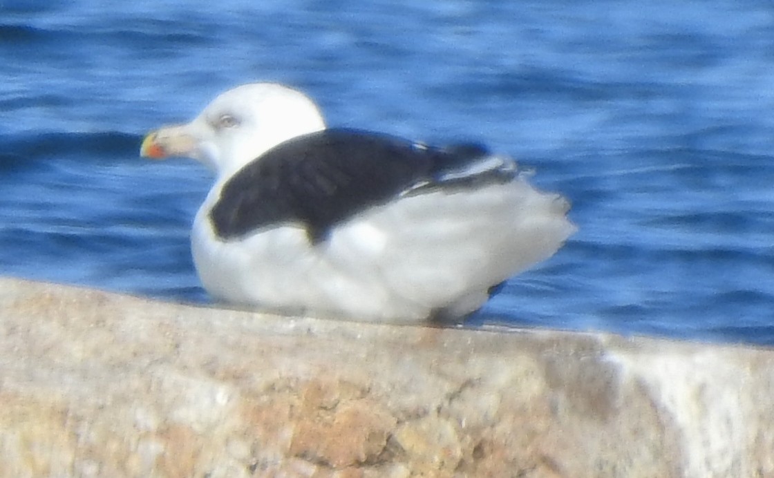 Great Black-backed Gull - alan murray