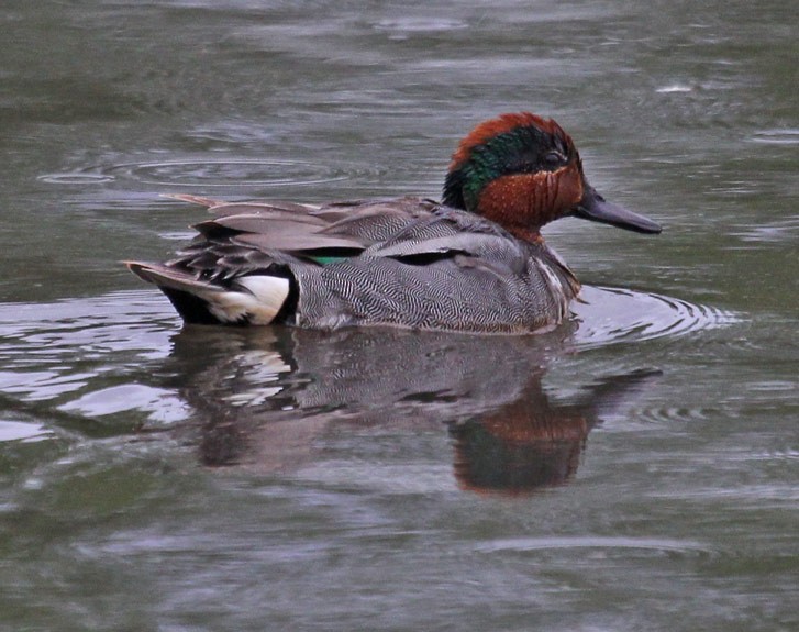 Green-winged Teal - ML49166461