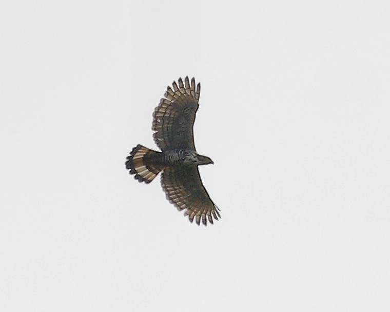Blyth's Hawk-Eagle - ML491670311