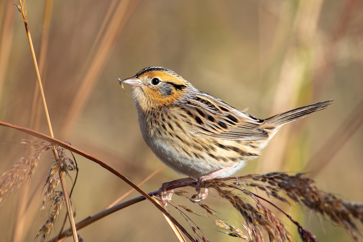 LeConte's Sparrow - David Kirsch