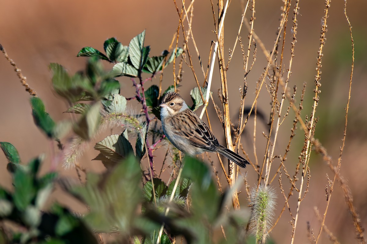 Clay-colored Sparrow - David Kirsch