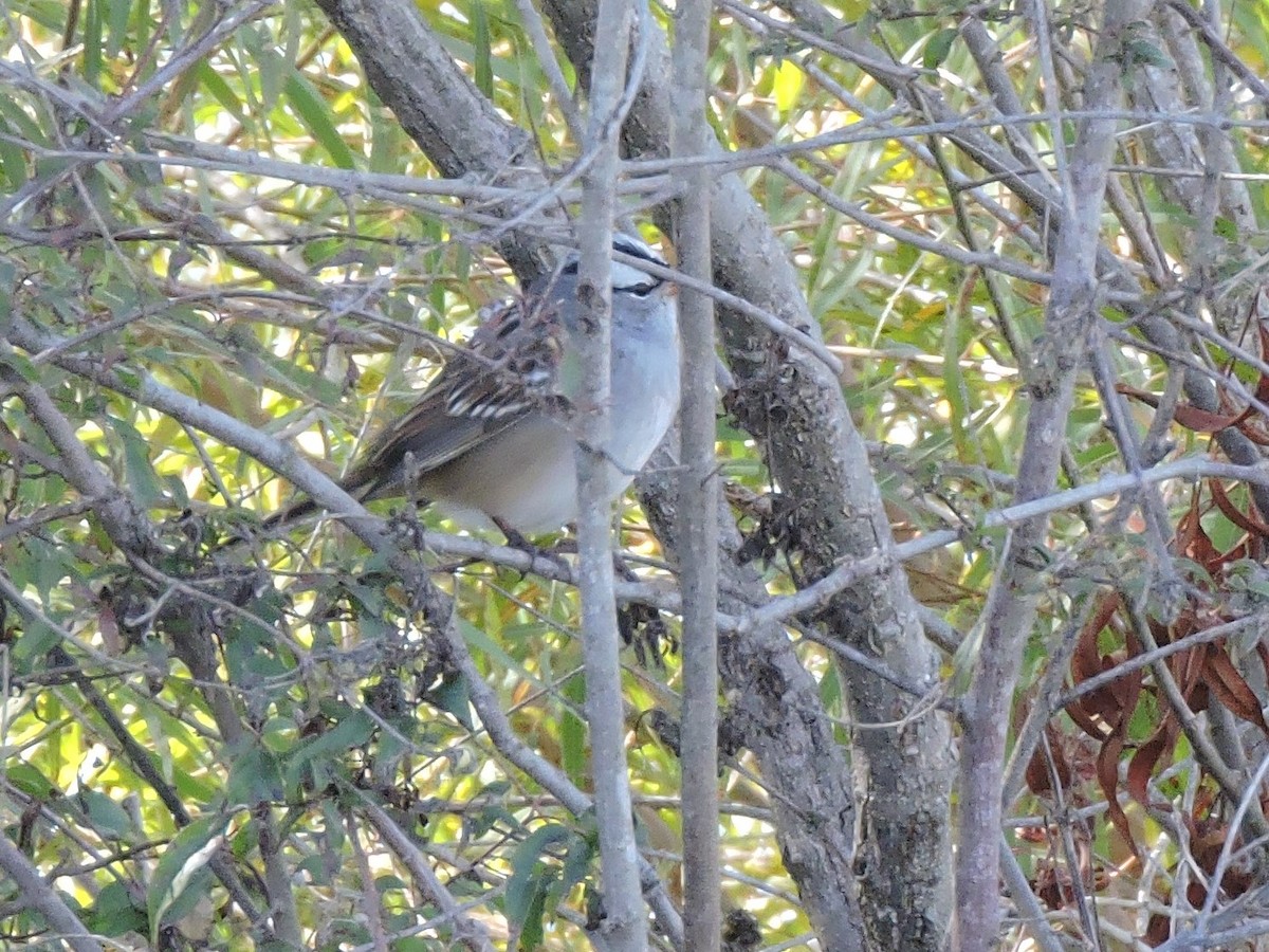White-crowned Sparrow - ML491674561