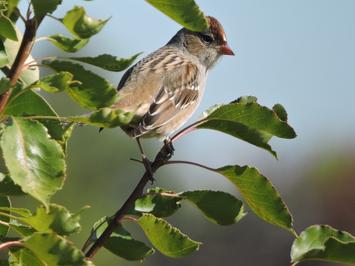 White-crowned Sparrow - ML491674571