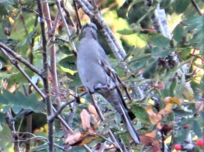 Townsend's Solitaire - ML491676321