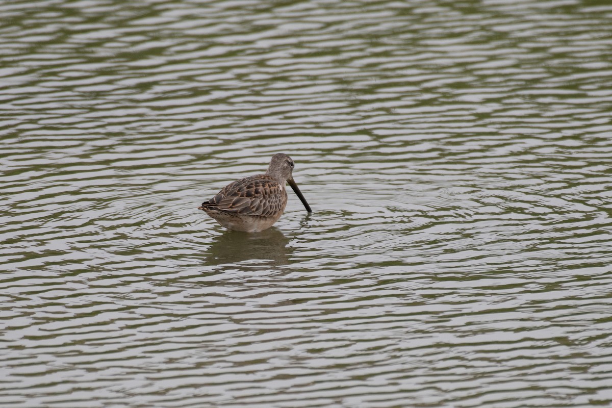 Long-billed Dowitcher - ML491678311