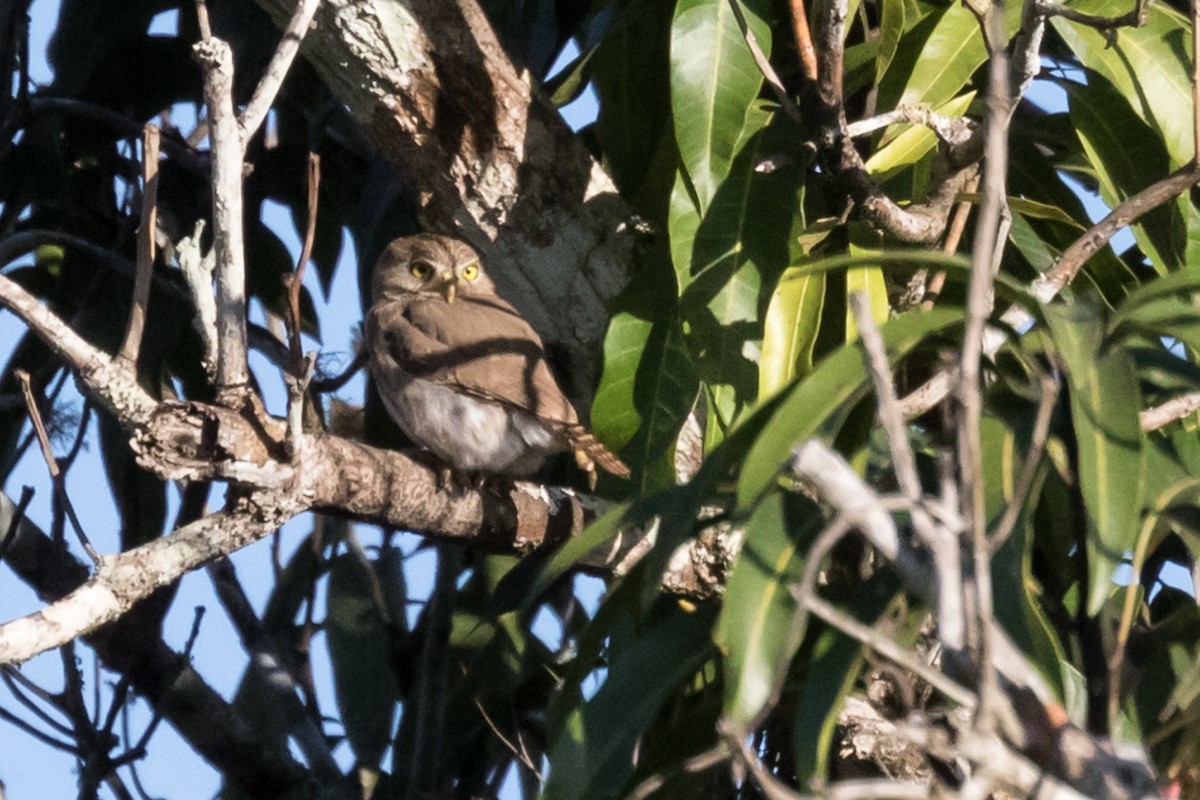 Colima Pygmy-Owl - ML49168771