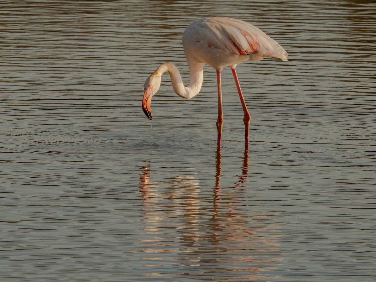 Greater Flamingo - ML491687931