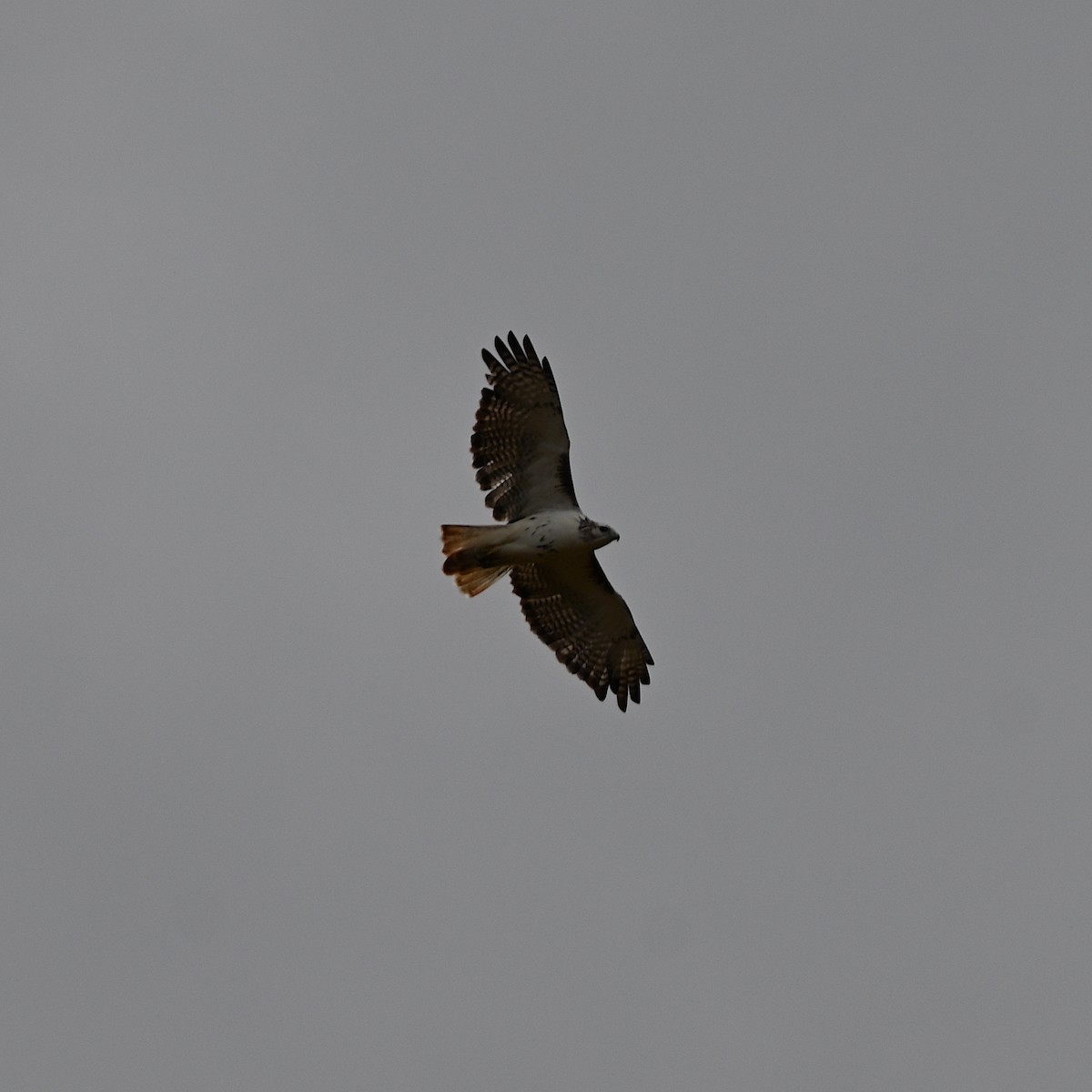 Red-tailed Hawk - ML491692591