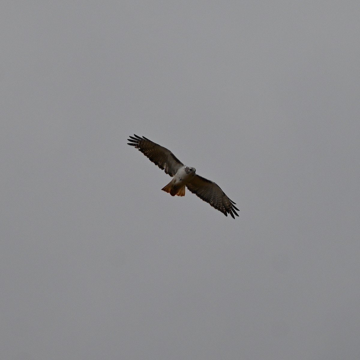 Red-tailed Hawk - ML491692611