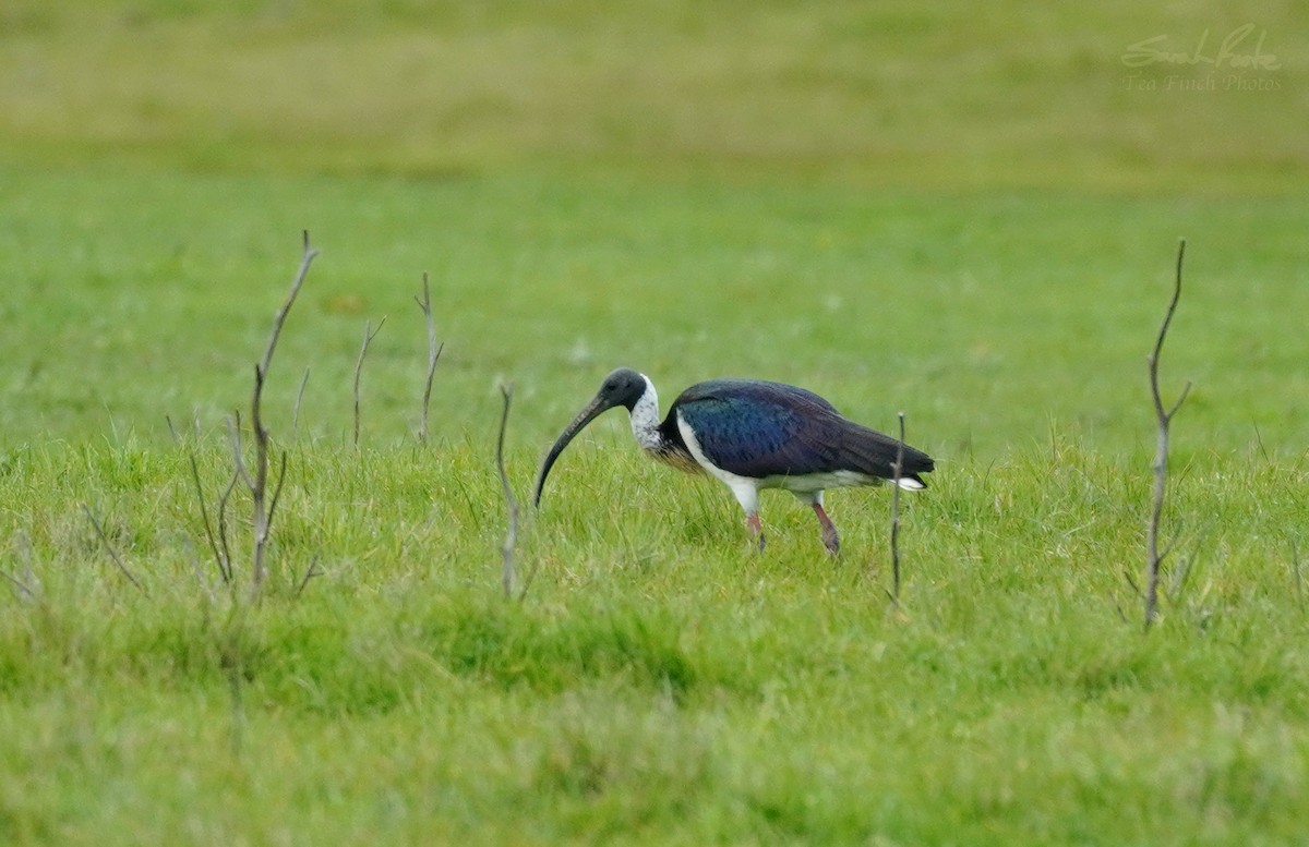 ibis slámokrký - ML491693221