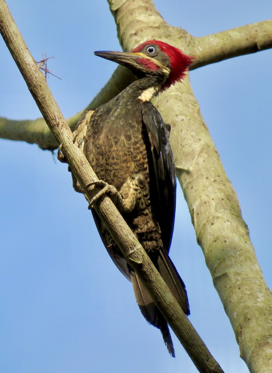 Lineated Woodpecker - ML491694531