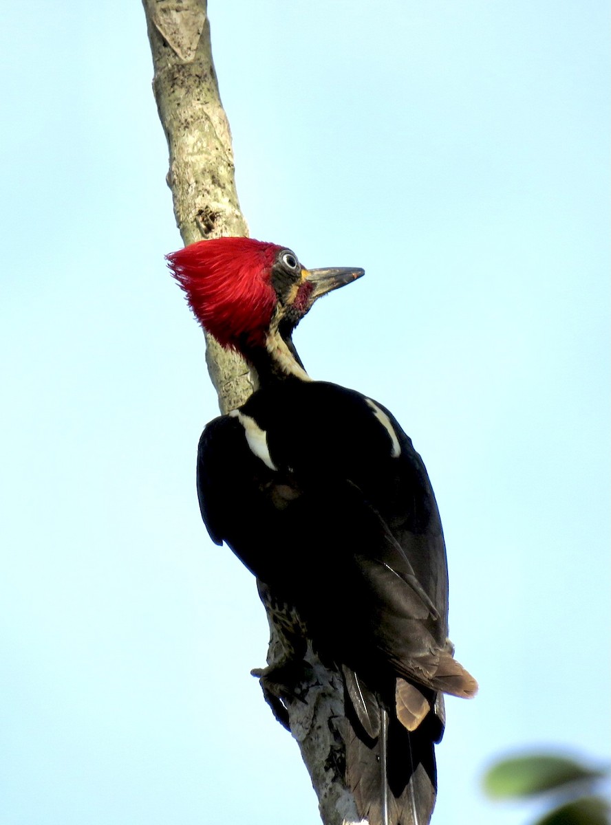 Lineated Woodpecker - ML491694541