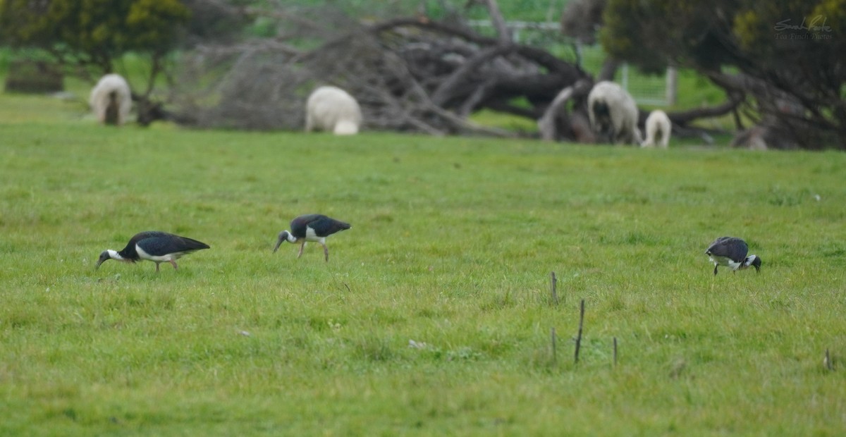 ibis slámokrký - ML491695011