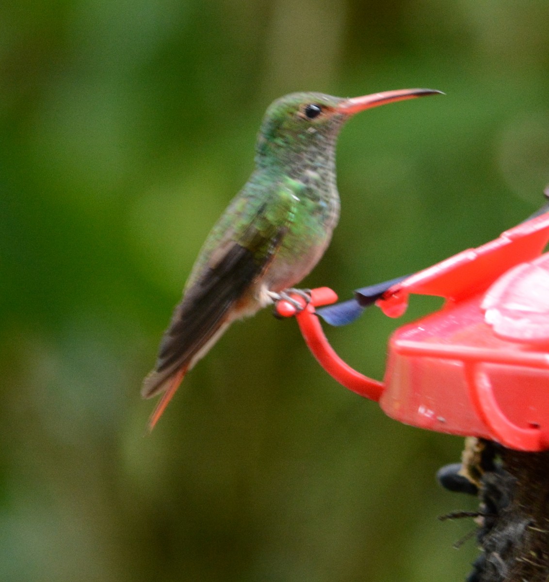 Rufous-tailed Hummingbird (Rufous-tailed) - Joshua Stone