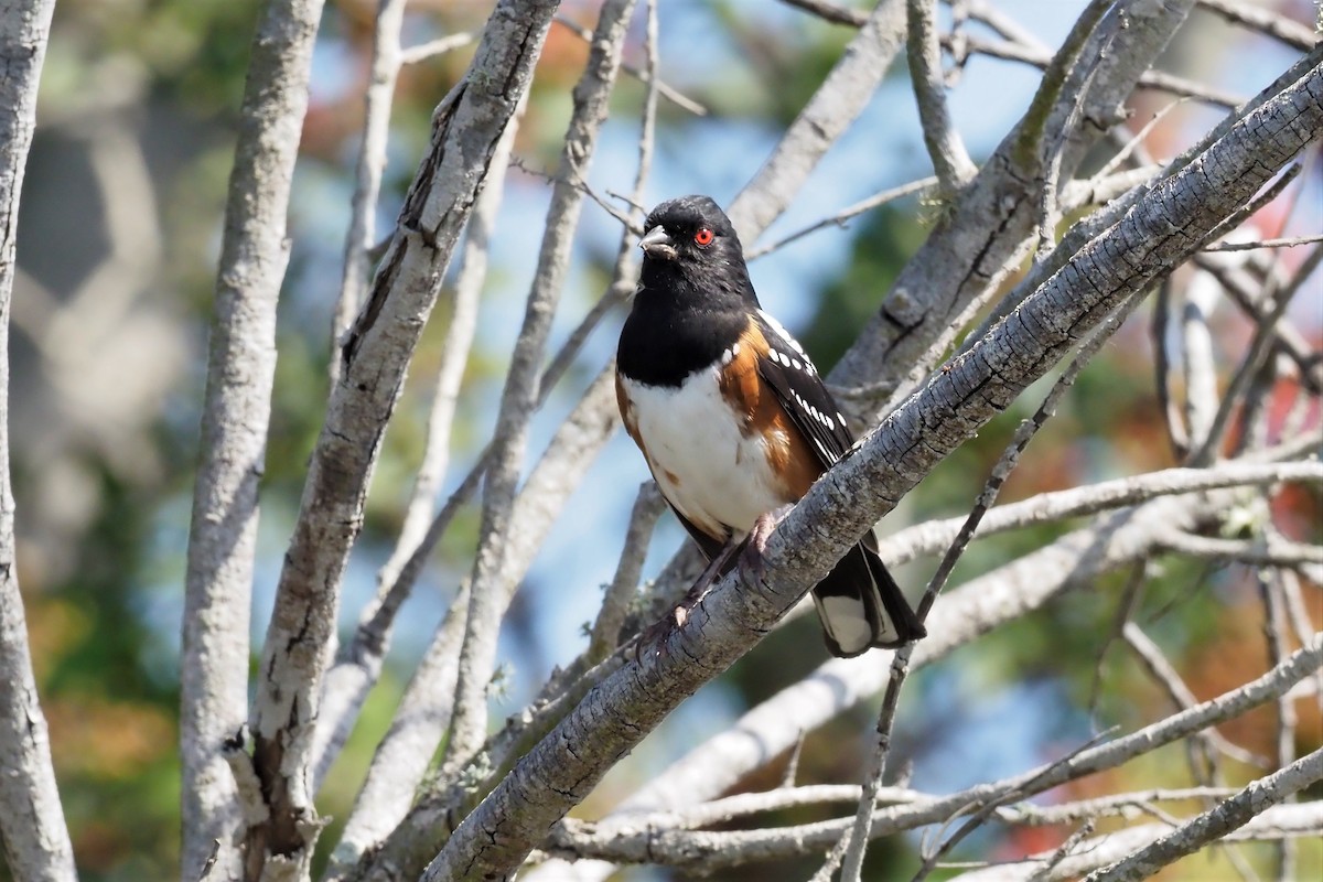 Spotted Towhee - ML491706791