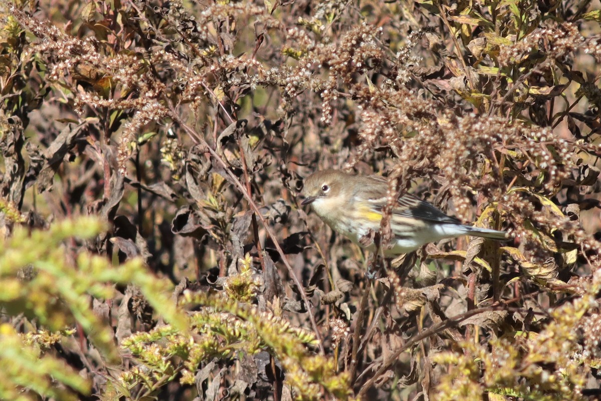 Yellow-rumped Warbler (Myrtle) - ML491707741