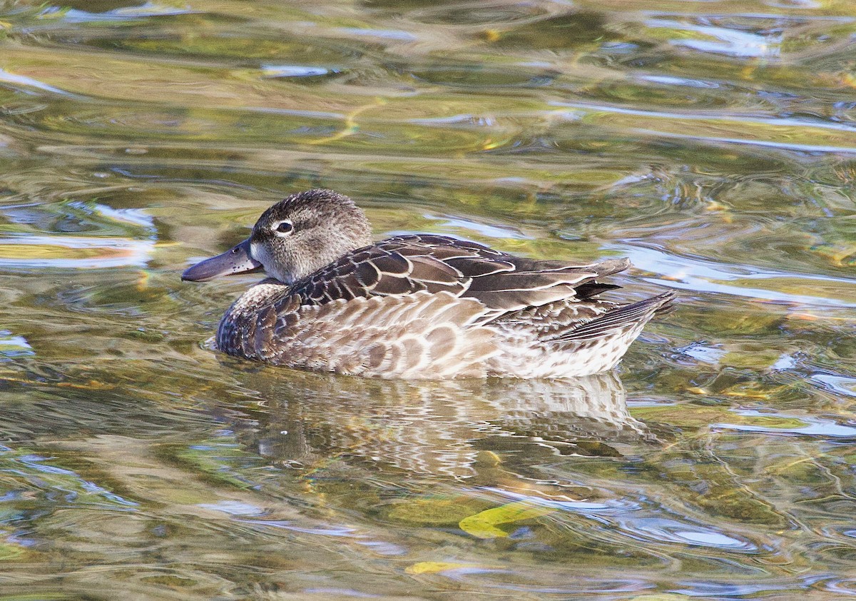 Blue-winged Teal - ML491708531