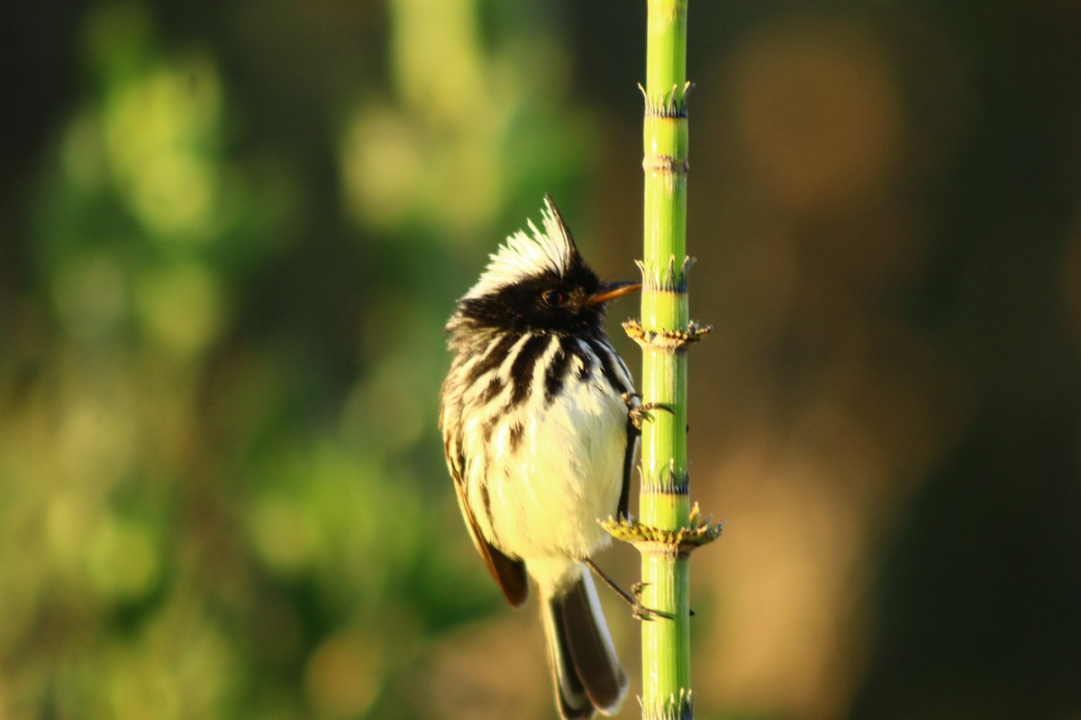 Pied-crested Tit-Tyrant - ML491710861