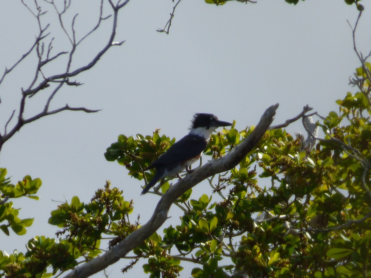 Belted Kingfisher - ML49171131