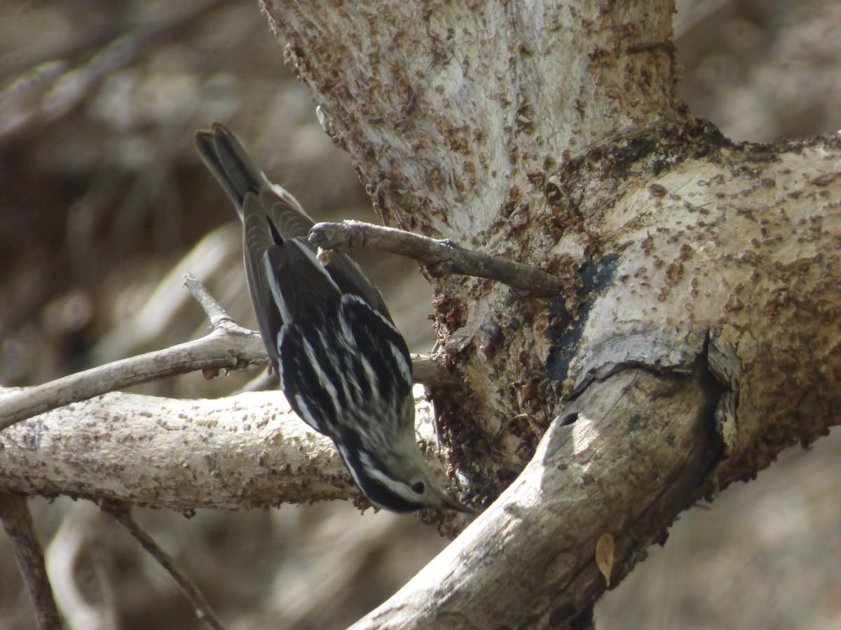 Black-and-white Warbler - ML49171341