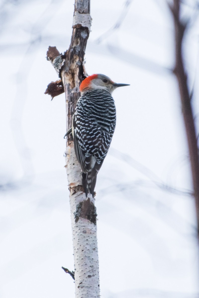Red-bellied Woodpecker - Serg Tremblay