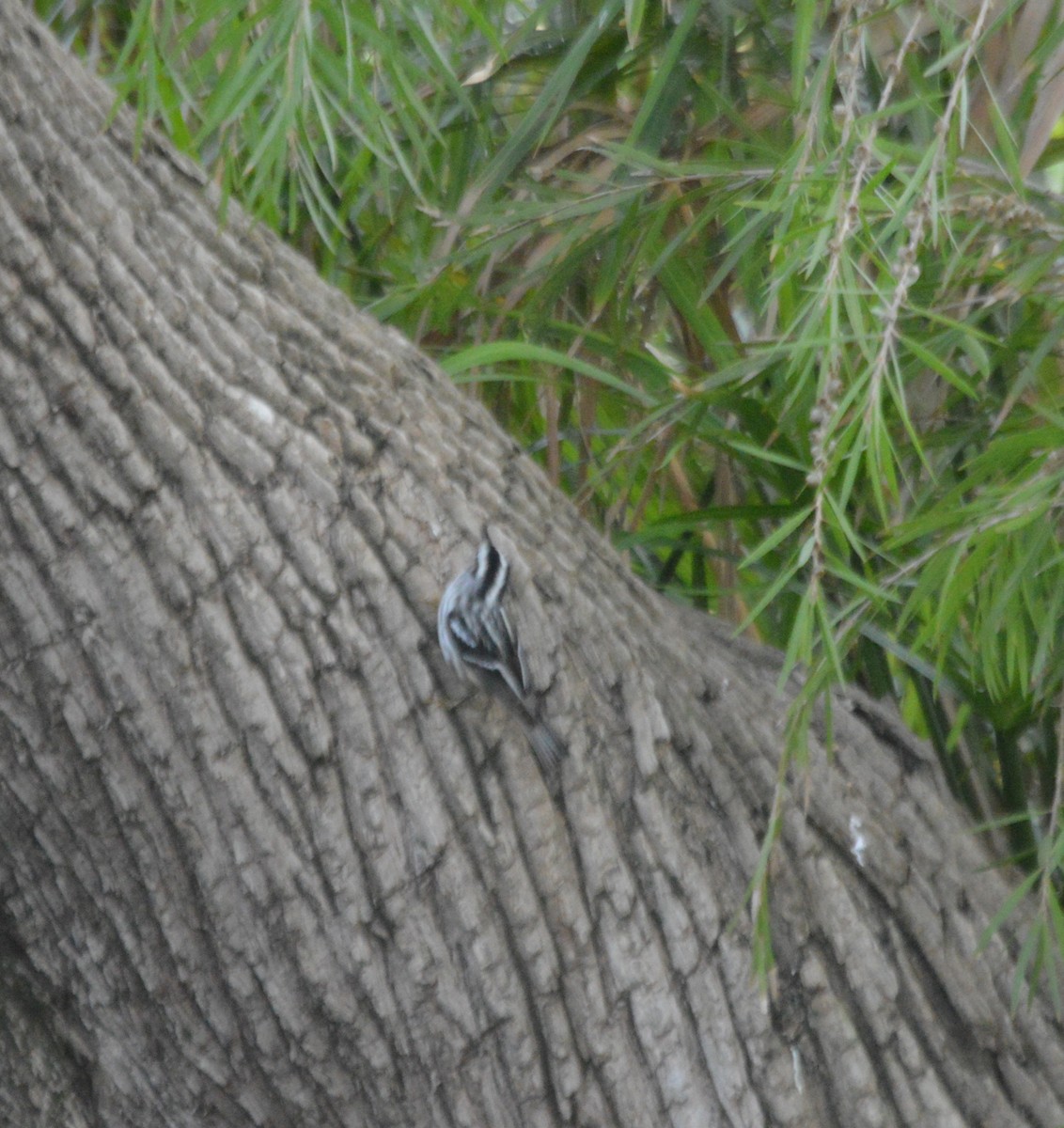 Black-and-white Warbler - ML491715851