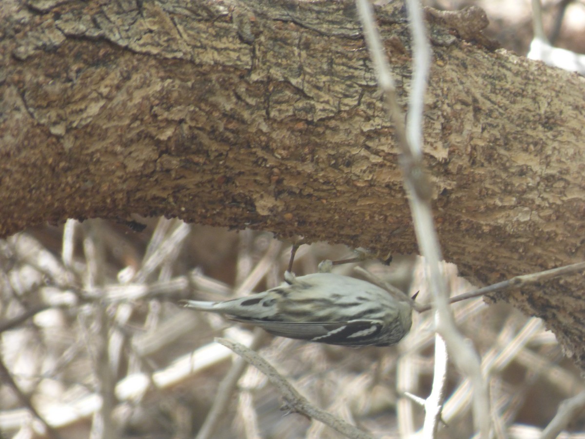 Black-and-white Warbler - ML49171631