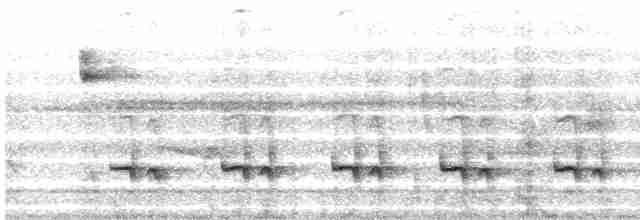 Stripe-chested Antwren - ML491718671