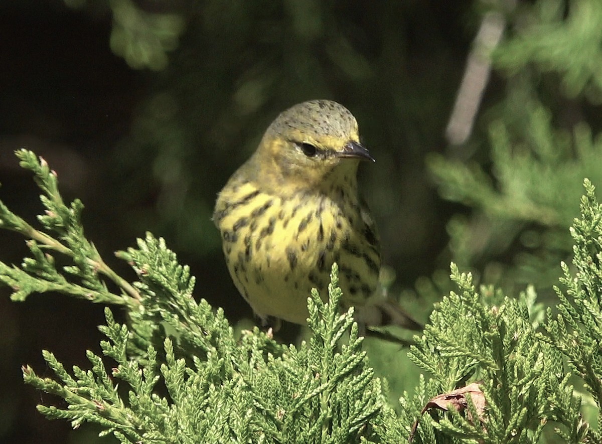 Cape May Warbler - ML491722831
