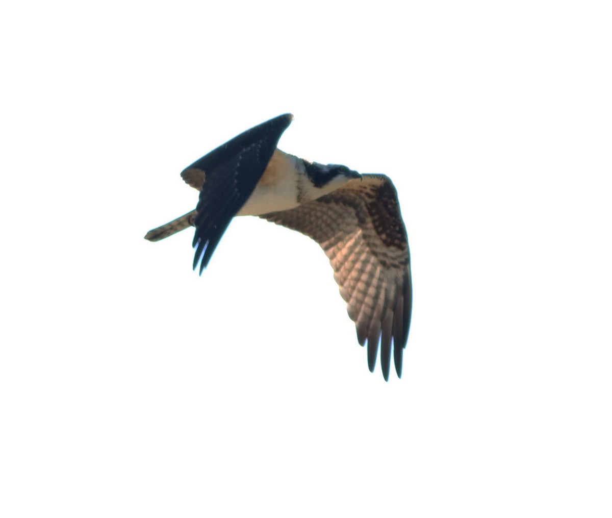 Águila Pescadora - ML491725711