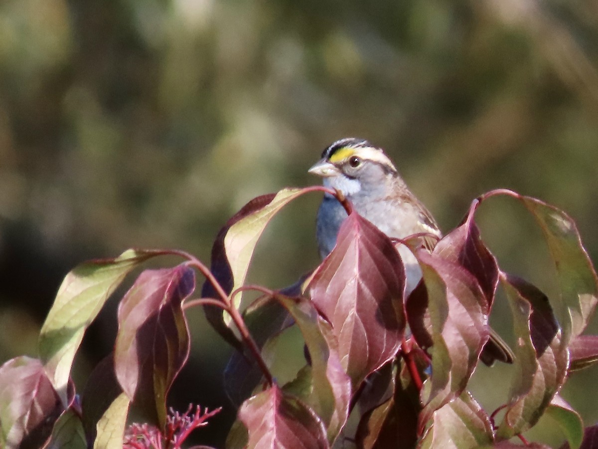 White-throated Sparrow - ML491726561