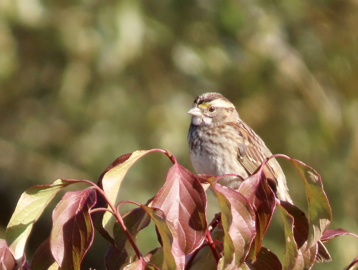 White-throated Sparrow - ML491726581