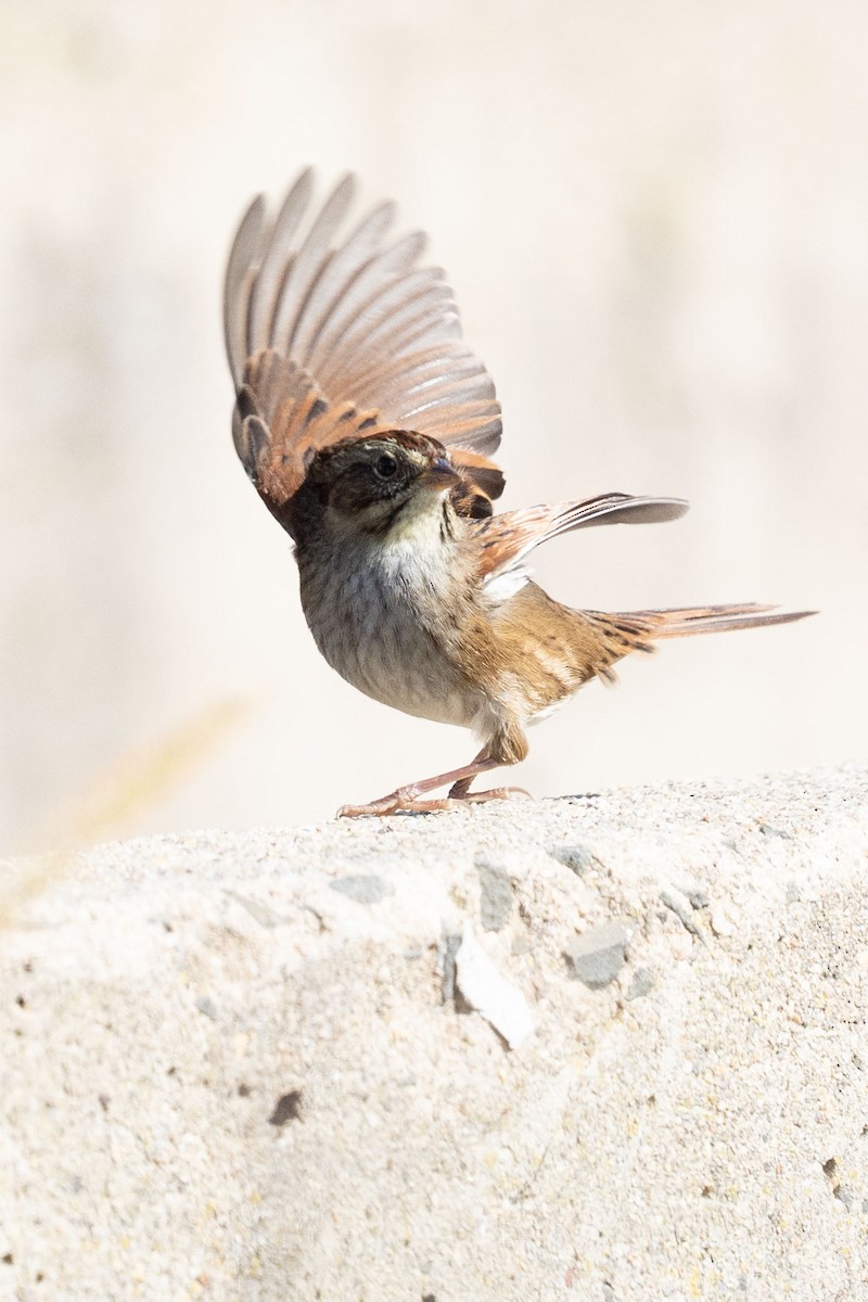 Swamp Sparrow - Rubina Heptulla