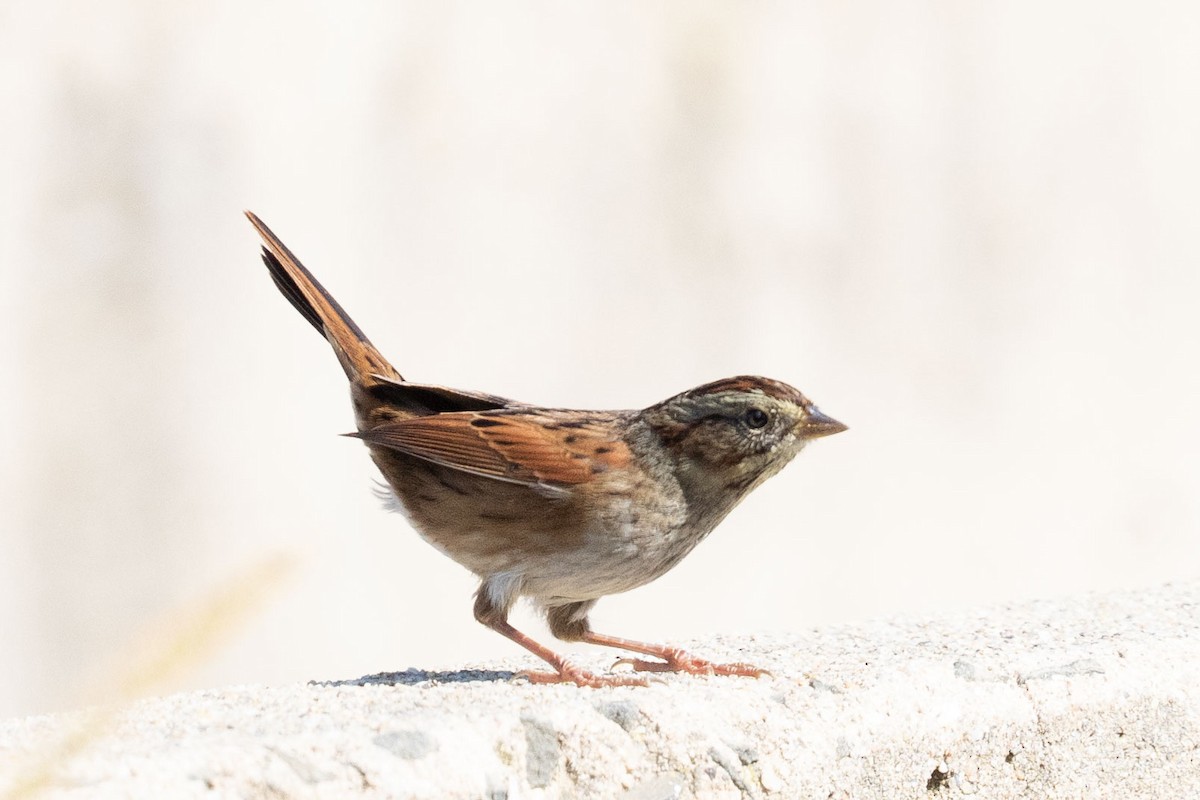 Swamp Sparrow - Rubina Heptulla