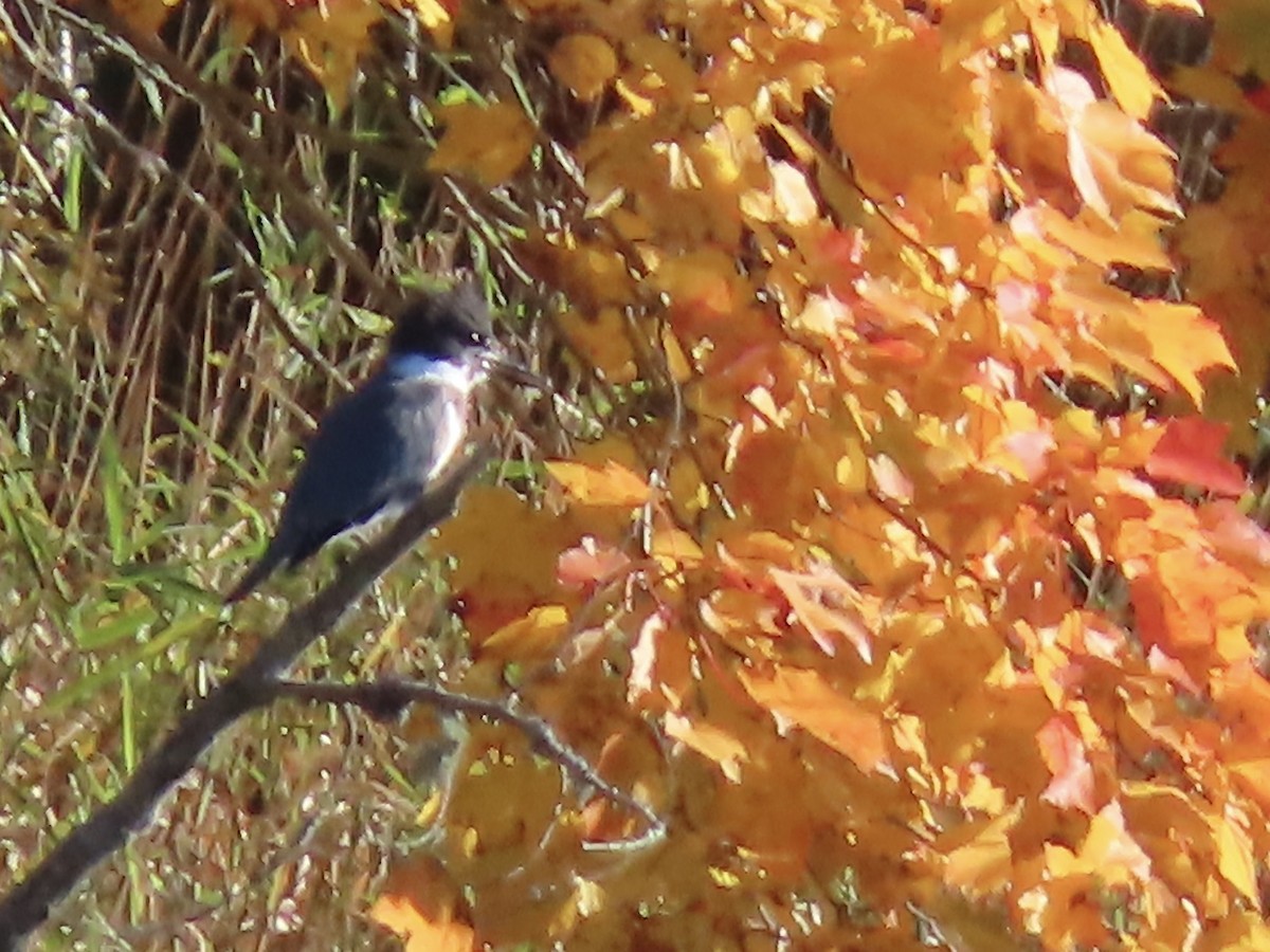 Belted Kingfisher - ML491733931