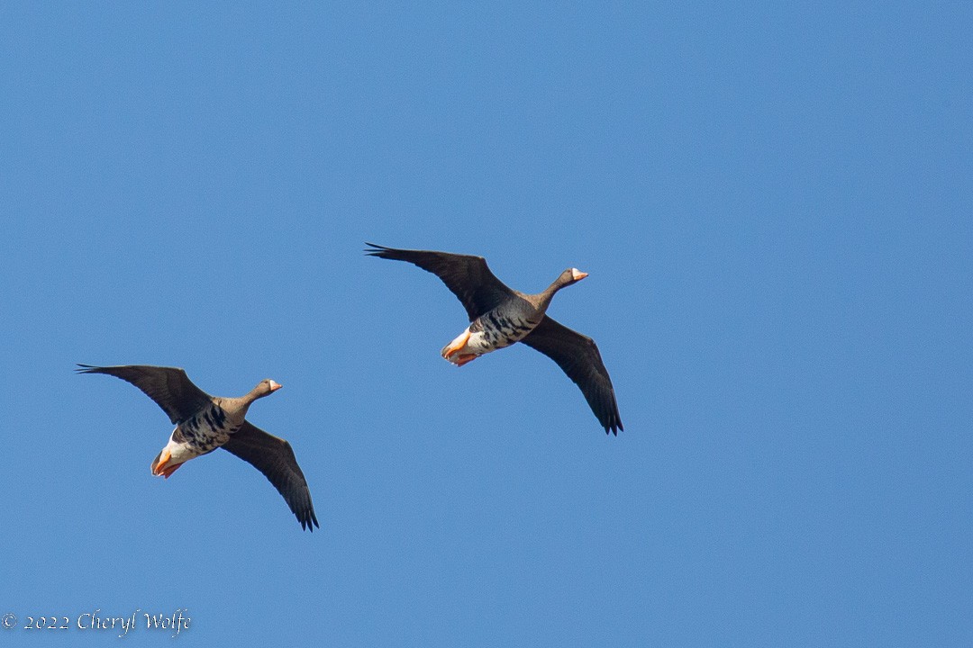 Greater White-fronted Goose - ML491736971