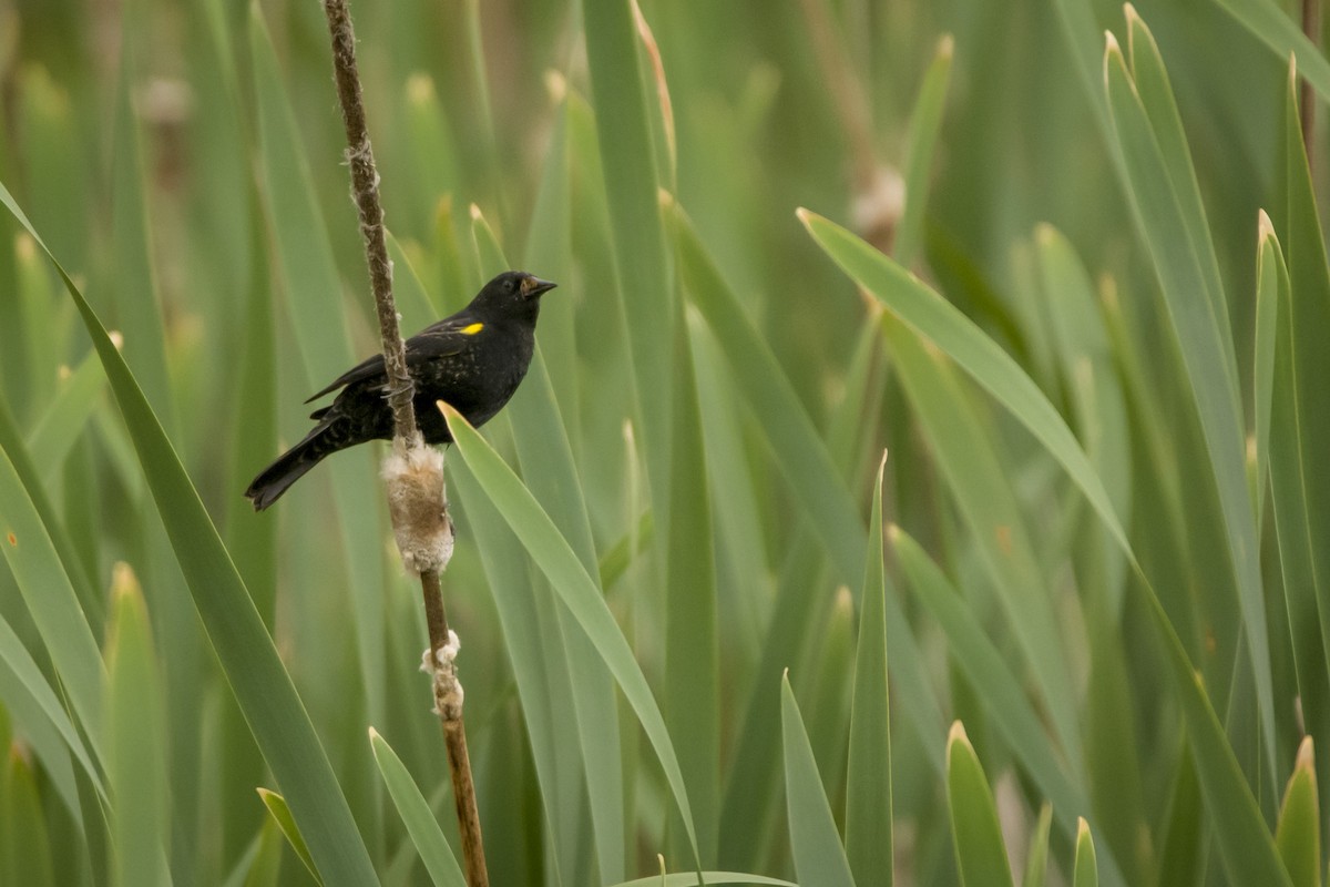 Yellow-winged Blackbird - ML491739581