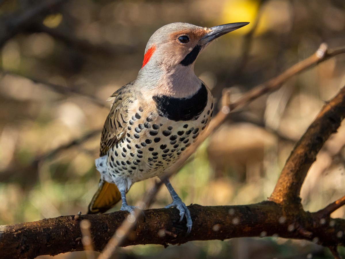 Northern Flicker (Yellow-shafted) - Mark Haindfield