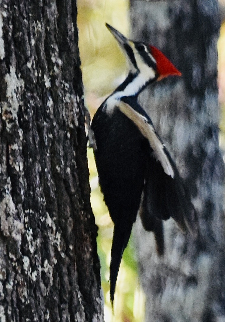 Pileated Woodpecker - ML491752871