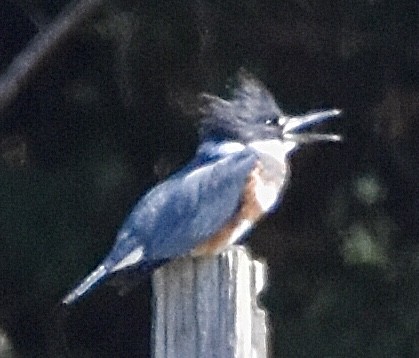Belted Kingfisher - ML491753511