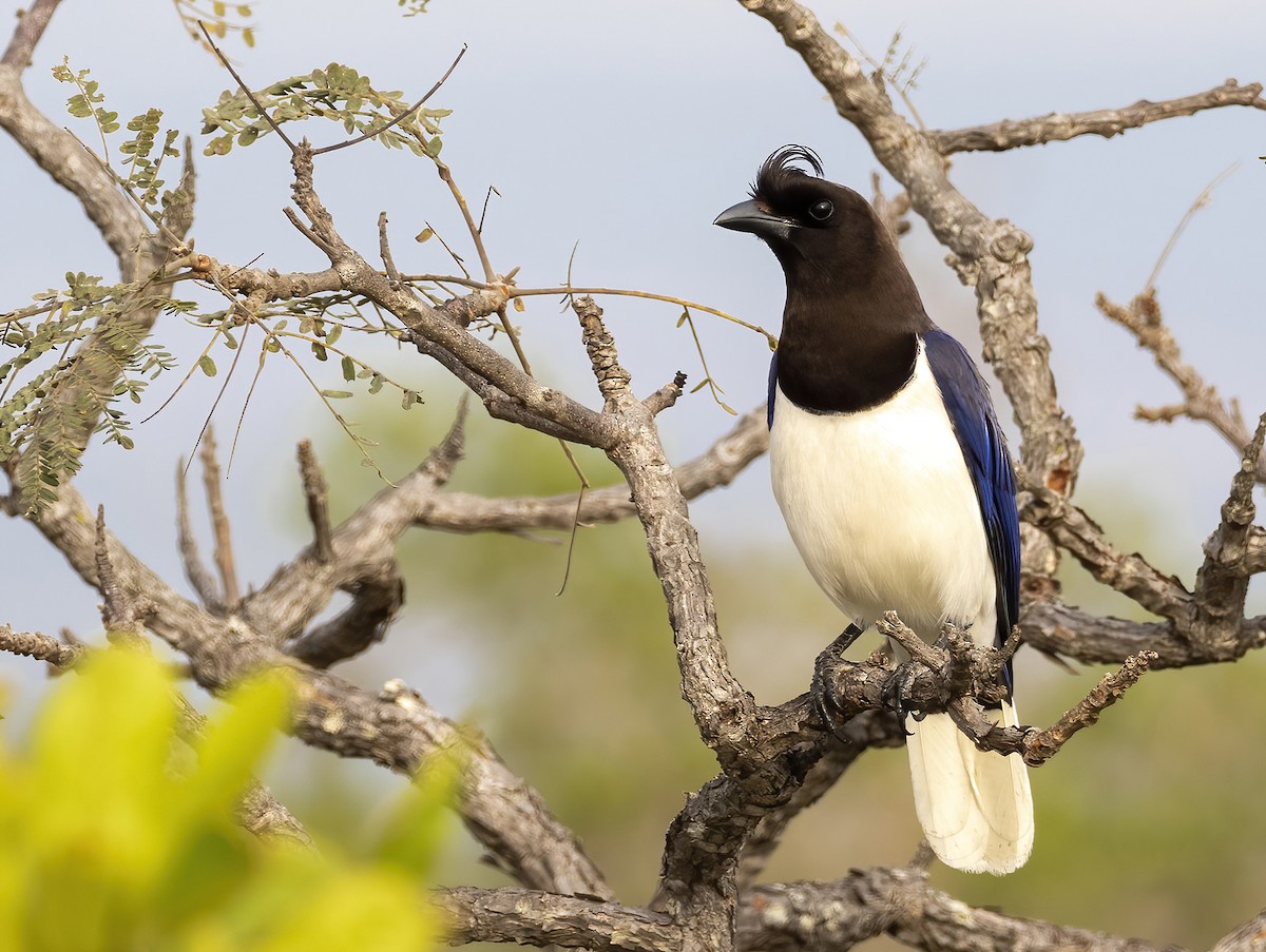 Curl-crested Jay - Andres Vasquez Noboa