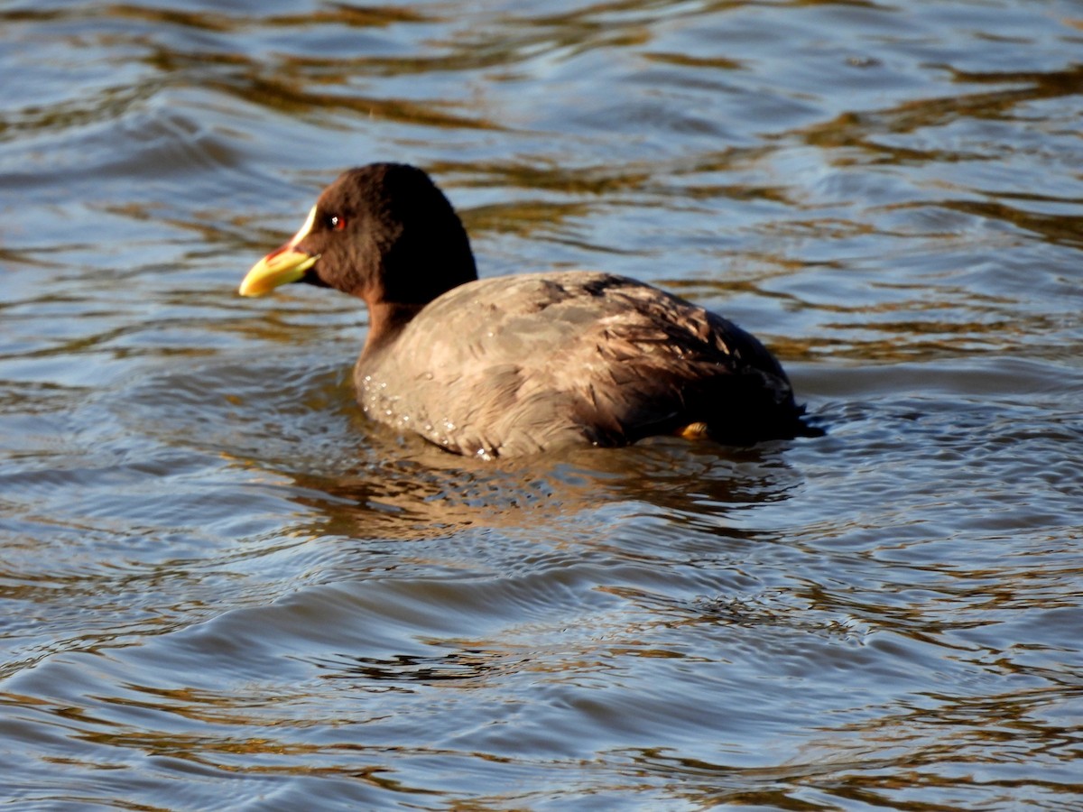 Red-gartered Coot - ML491760021