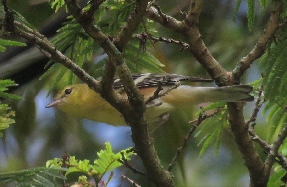 Bay-breasted Warbler - ML49176091