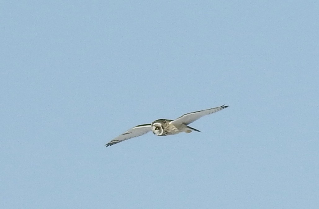 Short-eared Owl - ML49176141